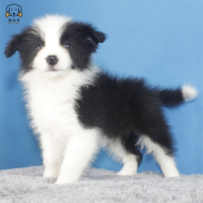 麦比佳 纯种边境牧羊犬幼犬 边牧狗狗活体幼犬双血统赛级高品质黑白三通牧羊犬 高智商边境宠物狗三通七白大围脖