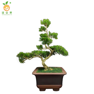 廷豪果 雀舌黄杨盆景 40cm高 /棵