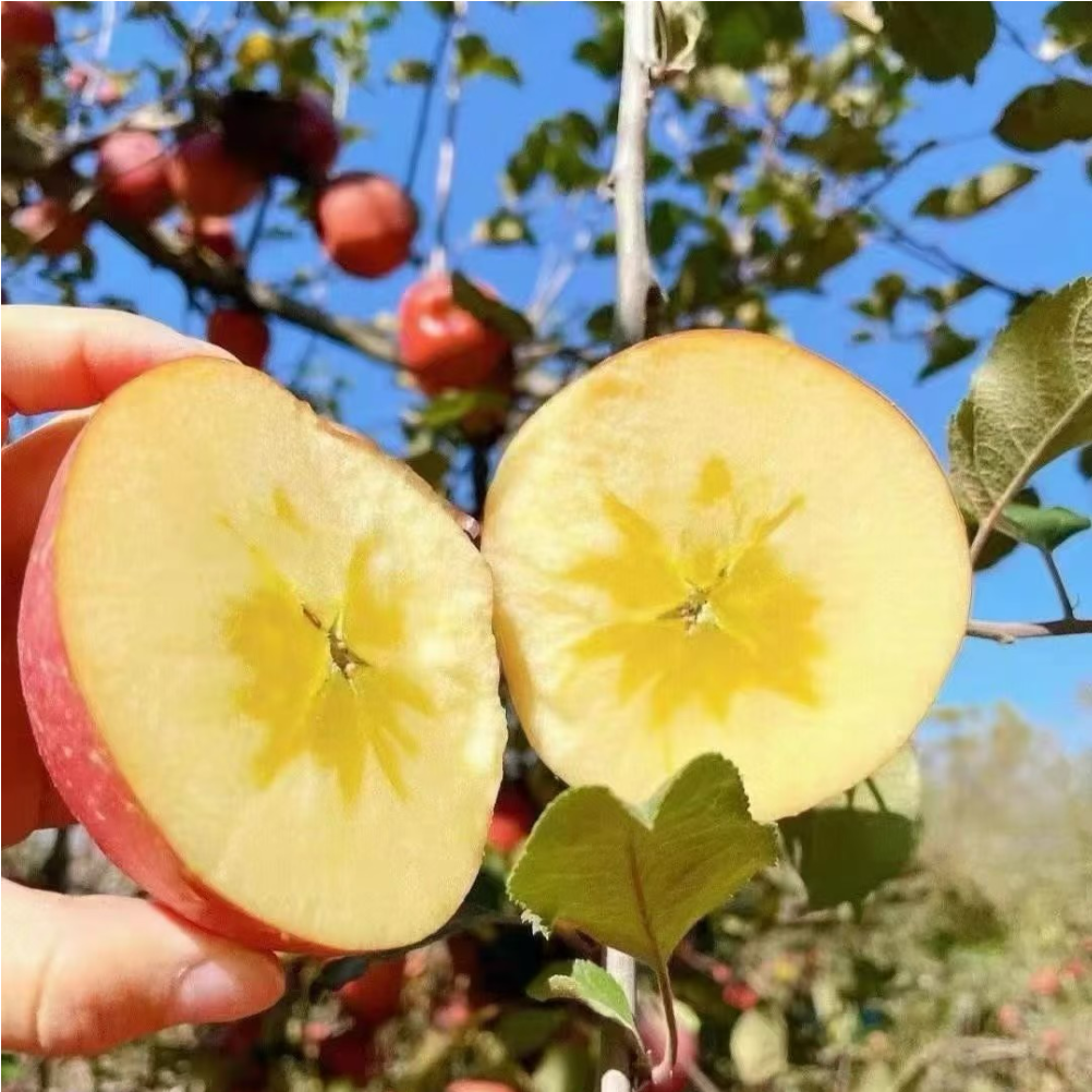 三峡高山果园基地冰糖心苹果4.5斤中果75-80MM/箱