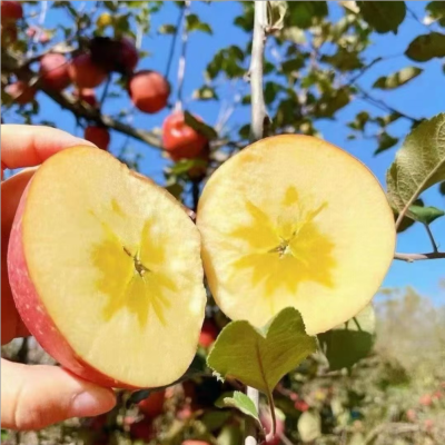 三峡高山果园基地冰糖心苹果4.5斤中果75-80MM/箱