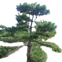 诚智旺 迎客松 YKS-2 /棵