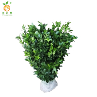 廷豪果 冬青苗 高40-50cm50棵/捆