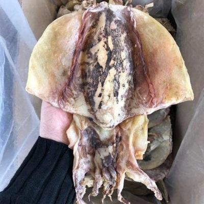 中号墨鱼一斤新鲜墨鱼干乌贼干货目鱼干鱿鱼干海产品海鲜干货