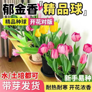郁金香鲜花