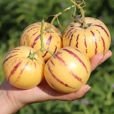 辰划算 云南石林人参果圆果自然成熟当季新鲜水果