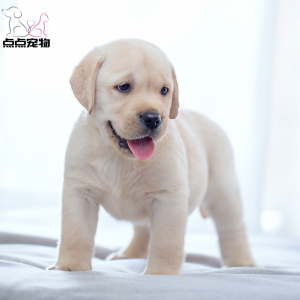 [点点宠物]宠物狗狗纯种拉布拉多犬幼犬 血统级拉布拉多短毛家养健康宠物狗 高智商导盲犬 黄色奶白色黑色可视频挑选
