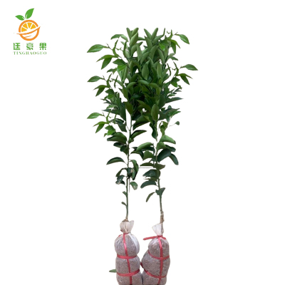 廷豪果 果树树苗 可选品种 高度1m-1.2m /棵