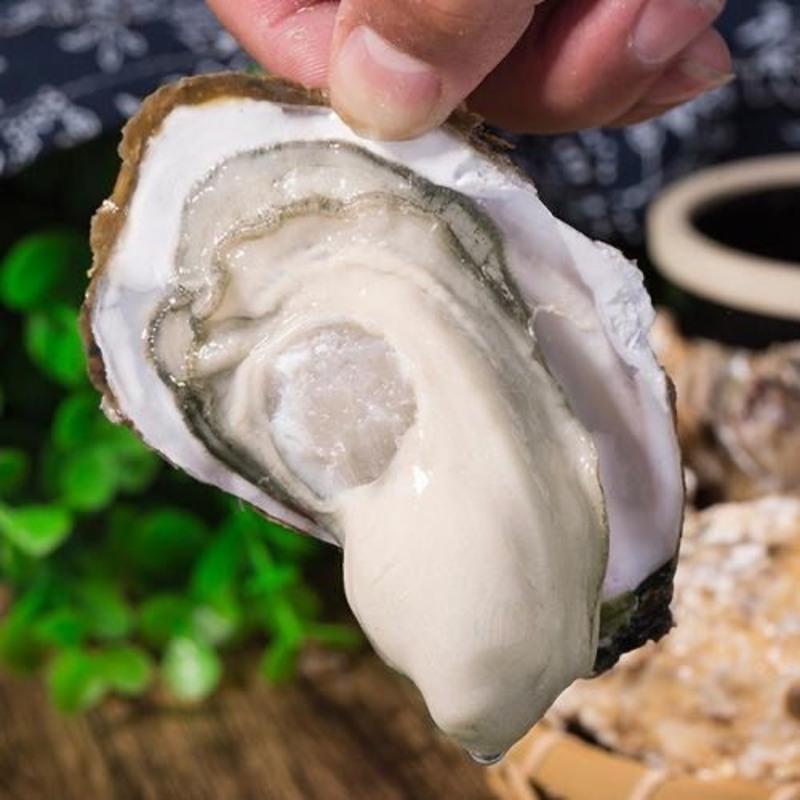 赛卡伊 乳山生蚝鲜活大号海蛎子带壳牡蛎生蚝肉贝类海鲜水产品海捕