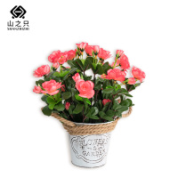 山之只 杜鹃花仿真花 MZ0155 个