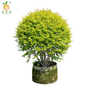 廷豪果 小叶女贞球 冠幅80cm /棵