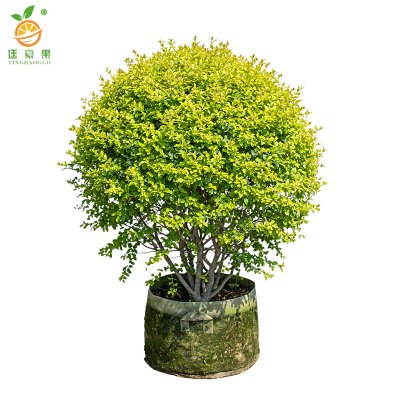 廷豪果 小叶女贞球 冠幅80cm /棵