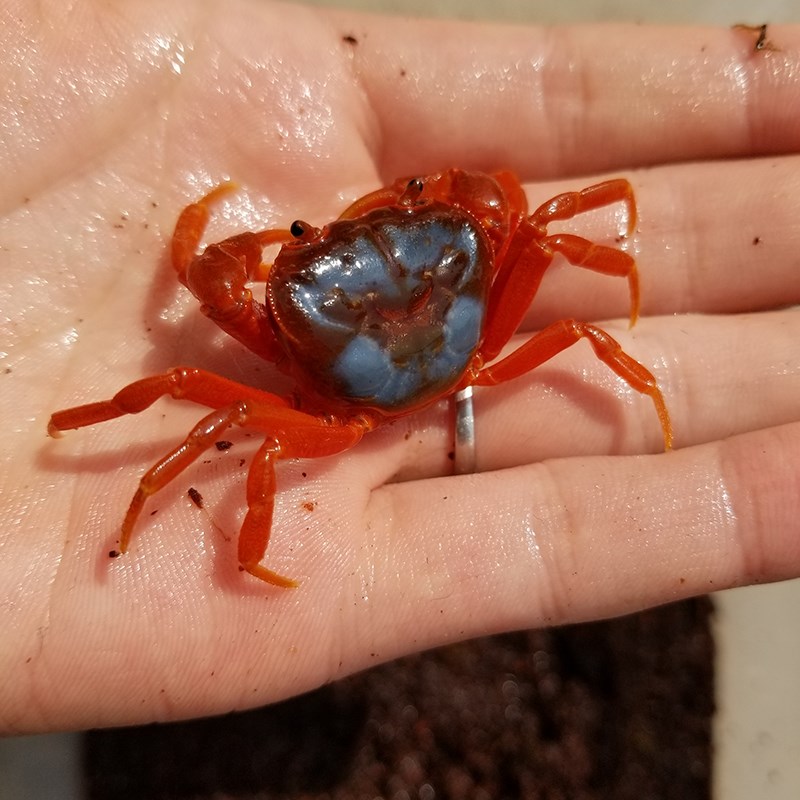 深水淡水迷你蟹相守豹点蝴蝶恶魔寄居蟹蜘蛛蟹印支蟹勾手 蝴蝶蟹1公1
