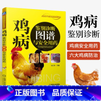 [正版]鸡病鉴别诊断图谱与安全用药 养鸡技术书蛋鸡养殖技术书籍大全鸡病类症鉴别诊断图谱与防治土鸡肉鸡散养鸡养殖及用药鸡