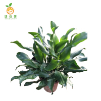 廷豪果 螺纹铁 80cm /盆