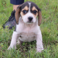 比格犬幼犬 宠物狗比格犬狗狗活体 纯种双血统短毛猎兔犬比格鲁中小型高智商家庭犬比格打猎狗视频挑选包健康