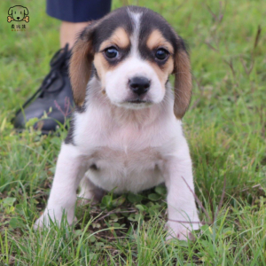 比格犬幼犬 宠物狗比格犬狗狗活体 纯种双血统短毛猎兔犬比格鲁中小型高智商家庭犬比格打猎狗视频挑选包健康