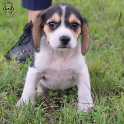 比格犬幼犬 宠物狗比格犬狗狗活体 纯种双血统短毛猎兔犬比格鲁中小型高智商家庭犬比格打猎狗视频挑选包健康