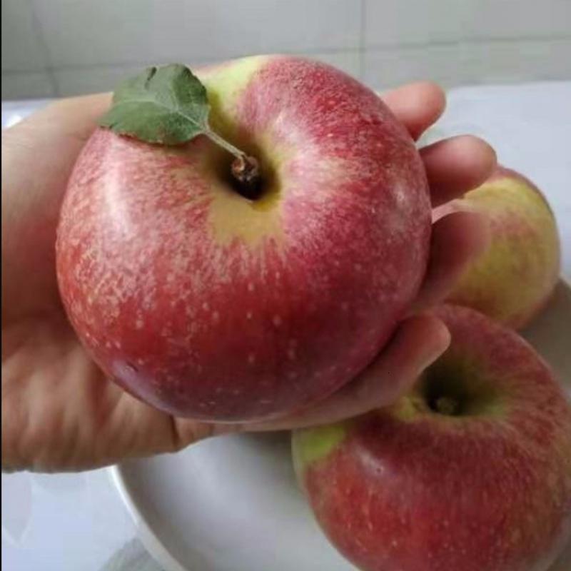 云南昭通冰糖心丑苹果胜阿克苏大凉山盐源5/8/10斤新鲜水果 8斤中大果