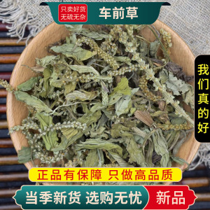 车前草100克正品新货牛舌草甜菜七星草五根车轱辘草9260