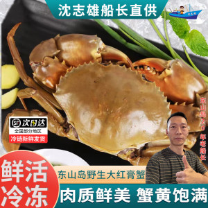 [国产][活鲜]沈志雄船长 东山岛海鲜鲜活海捕特大红膏蟹红鲟青螃蟹包活 1只净重 450g 火锅海鲜礼盒年货