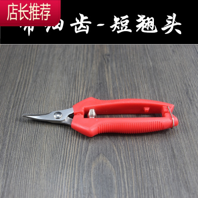 柑子树价格 柑子树最新报价 柑子树多少钱 苏宁易购