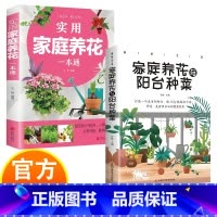 实用家庭养花+家庭养花与阳台种菜 [正版]实用家庭养花阳台种菜一本通 彩图详解 花卉养护知识 鲜花品种介绍养护知识书 养