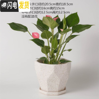 三维工匠陶瓷花盆北欧特大号中号简约桌面多肉盆栽绿萝吊兰带托盘 乳白色228亚白点 中等花盆容器