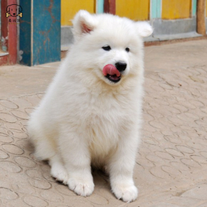 麦比佳 萨摩耶犬幼犬 萨摩耶犬狗狗活体 纯种血统中大型雪橇犬萨摩大骨架熊版澳版微笑天使纯白色萨摩耶宠物狗