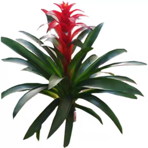 诚智旺 鸿运当头 CZW-01 /束