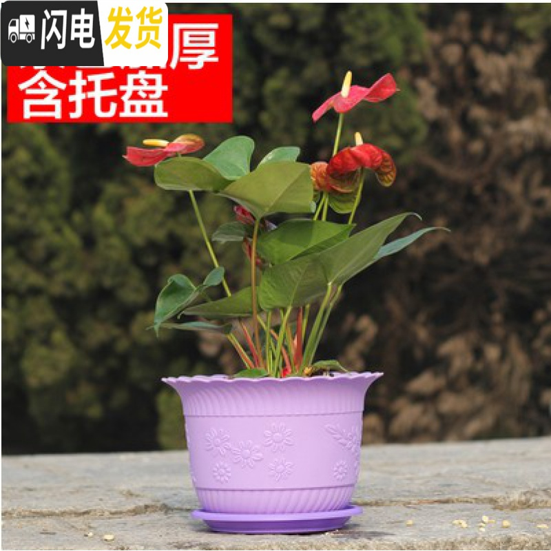 三维工匠波浪花边莲花盆塑料树脂仿陶型大花盆多肉绿萝花盆可水培送托盘 紫色[开孔留言] 4个大号+4个中号花盆容器