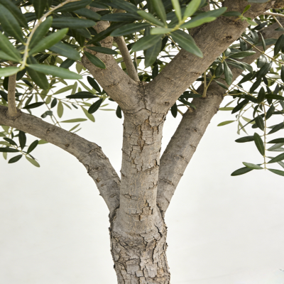 诚智旺 枣树 直径10cm/棵