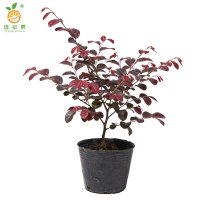 廷豪果 红继木 20-25cm 50棵 捆