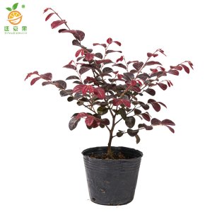 廷豪果 红继木 20-25cm 50棵 捆