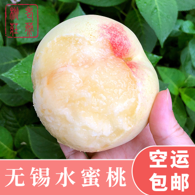 空运桃王 正宗江苏无锡水蜜桃 阳山老蔡桃庄 现采现摘 单果8-9两 6只装 可撕皮滴水软桃 新鲜水果 现摘现采现发