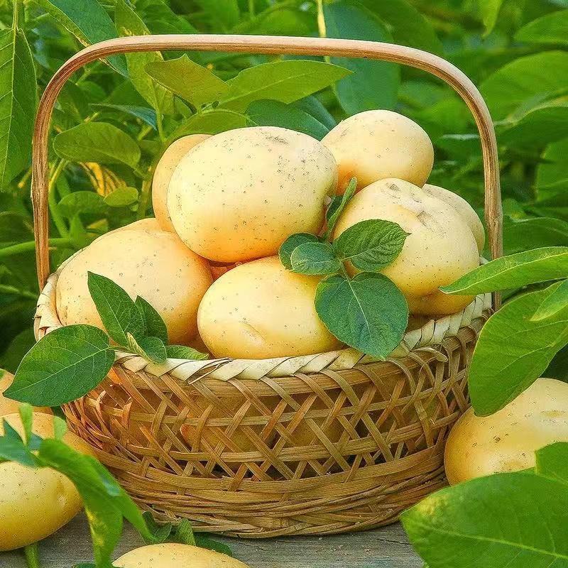 赛卡伊 甘肃定西当季新鲜黄皮黄心沙面粉糯爆皮土豆现挖马铃薯洋芋