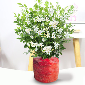 茉莉花苗盆栽带花苞九里香老桩驱蚊花卉植物室内浓香四季开花好养