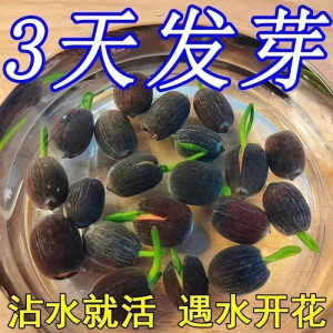 [补贴10%]水培碗莲种籽子四季睡莲荷花水养植物种藕缸养盆栽铜钱草草籽种孑