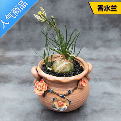 块根植物价格 块根植物最新报价 块根植物多少钱 苏宁易购