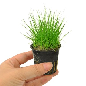 水 鱼缸造景前景 矮珍珠天湖荽绿藻球牛毛毡水芙蓉莫斯