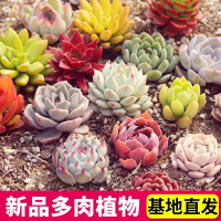 [补贴10%]多肉植物组合盆栽好养套装花卉小盆栽懒人植物老桩桌面法师不需