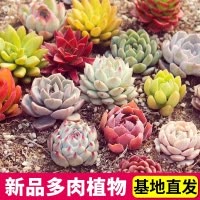 [补贴10%]多肉植物组合盆栽好养套装花卉小盆栽懒人植物老桩桌面法师不需