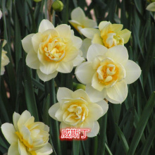 秋冬花卉图片 秋冬花卉图片大全 苏宁易购