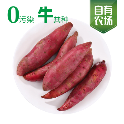 苏宁宜品推荐武夷一方田生态红薯(5斤)香甜香糯现摘现发新鲜红薯绿色无公害