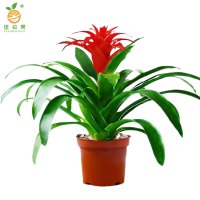 廷豪果 鸿运当头6株盆栽 XZ1793# /盆