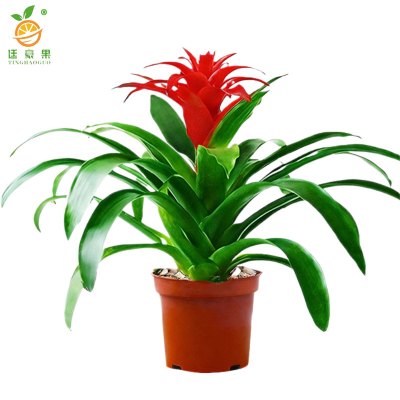 廷豪果 鸿运当头6株盆栽 XZ1793# /盆