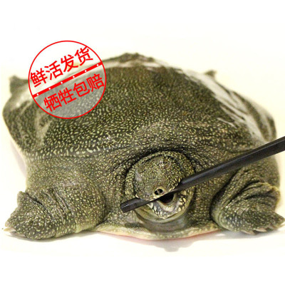 一对活宝 甲鱼 2.1-2.4斤一只 甲鱼中华鳖野外放养水团鱼土鳖 简装