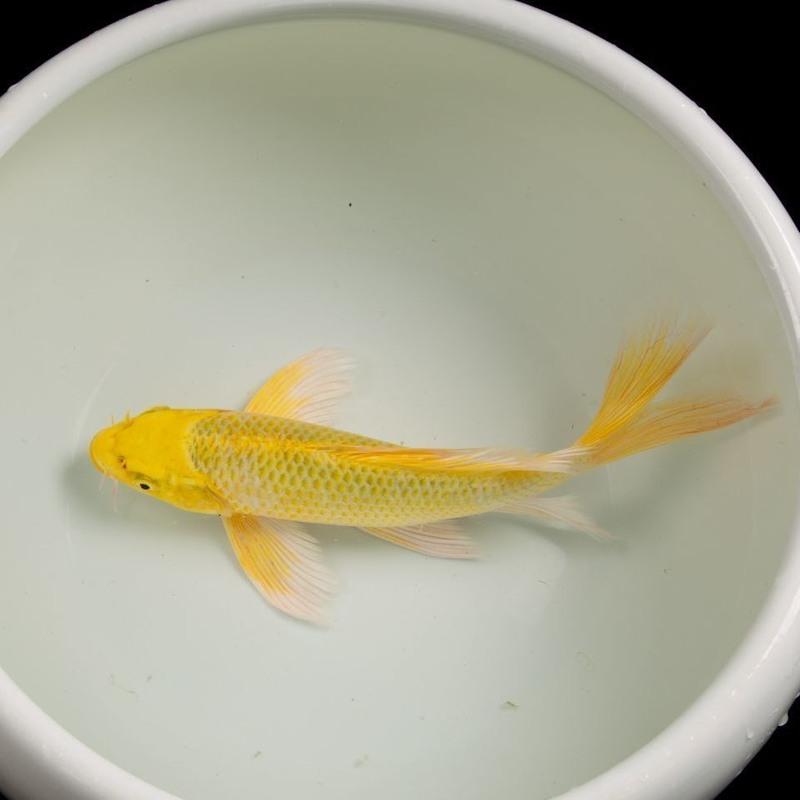 冷水锦鲤黑金白金黄锦龙凤招财黑鱼金鱼活体直销批发镇宅 黄金14-16