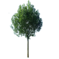 诚智旺 白蜡树 12-15公分/棵