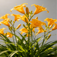 诚智旺 金娃娃萱草 高15-20cm/株