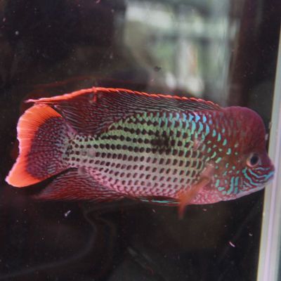 享弗热带观赏鱼红尾蓝宝石蓝面地图鹦鹉大型混养鱼慈鲷鱼水族世界